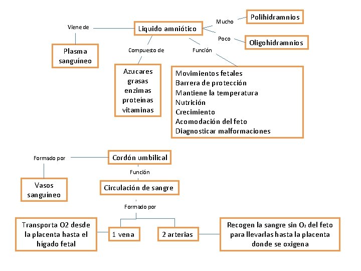 Liquido amniótico Viene de Mucho Poco Plasma sanguíneo Compuesto de Azucares grasas enzimas proteínas