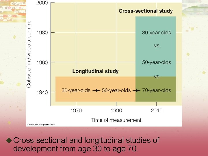 u Cross-sectional and longitudinal studies of development from age 30 to age 70. 