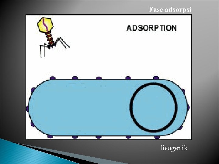 Fase adsorpsi lisogenik 