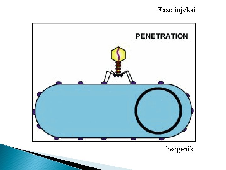 Fase injeksi lisogenik 