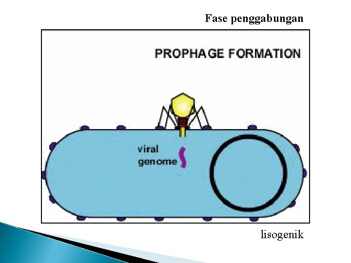 Fase penggabungan lisogenik 