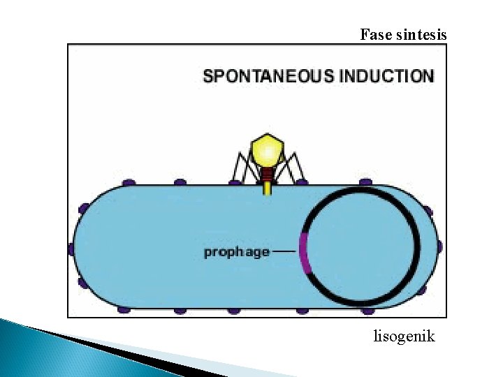 Fase sintesis lisogenik 