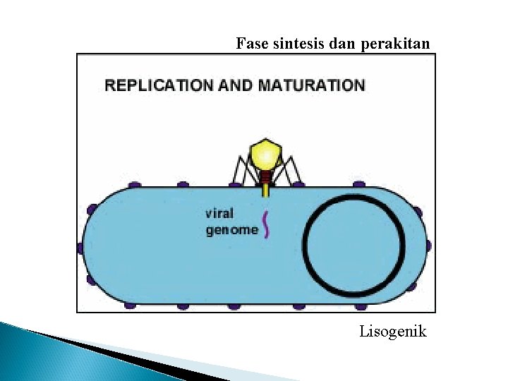 Fase sintesis dan perakitan Lisogenik 