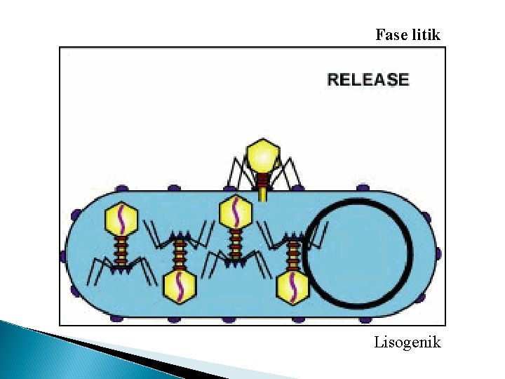 Fase litik Lisogenik 