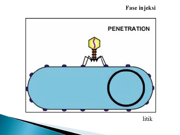 Fase injeksi litik 