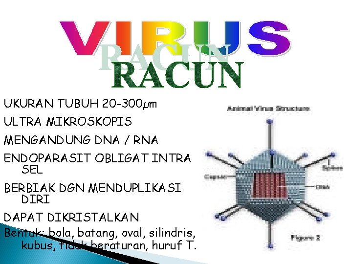 UKURAN TUBUH 20 -300µm ULTRA MIKROSKOPIS MENGANDUNG DNA / RNA ENDOPARASIT OBLIGAT INTRA SEL