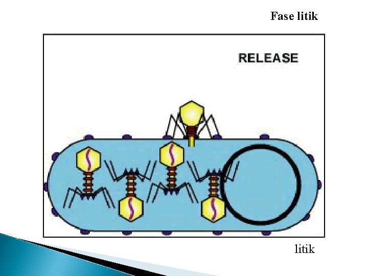 Fase litik 