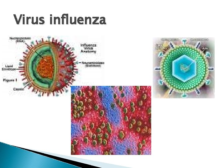 Virus influenza 