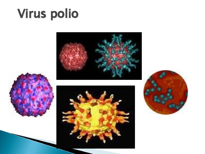 Virus polio 