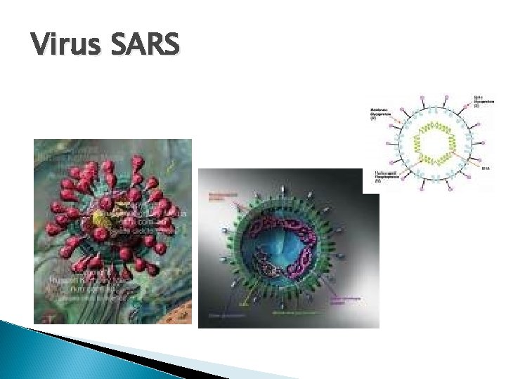 Virus SARS 