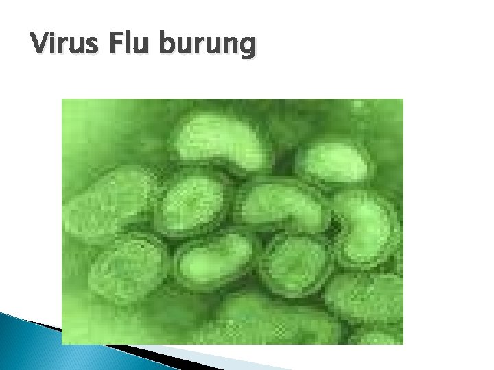 Virus Flu burung 