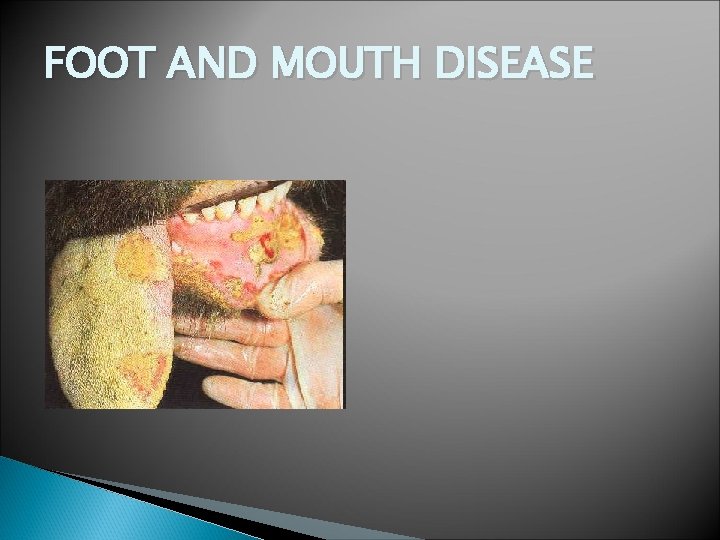 FOOT AND MOUTH DISEASE 