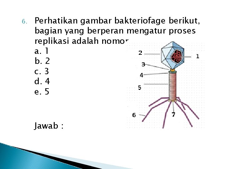 6. Perhatikan gambar bakteriofage berikut, bagian yang berperan mengatur proses replikasi adalah nomor a.