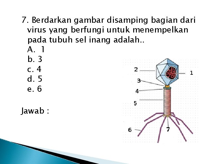 7. Berdarkan gambar disamping bagian dari virus yang berfungi untuk menempelkan pada tubuh sel