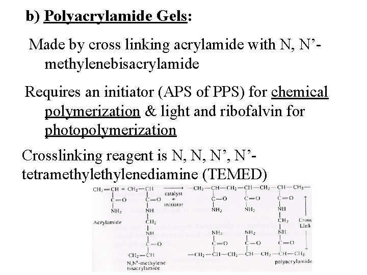 b) Polyacrylamide Gels: Made by cross linking acrylamide with N, N’methylenebisacrylamide Requires an initiator