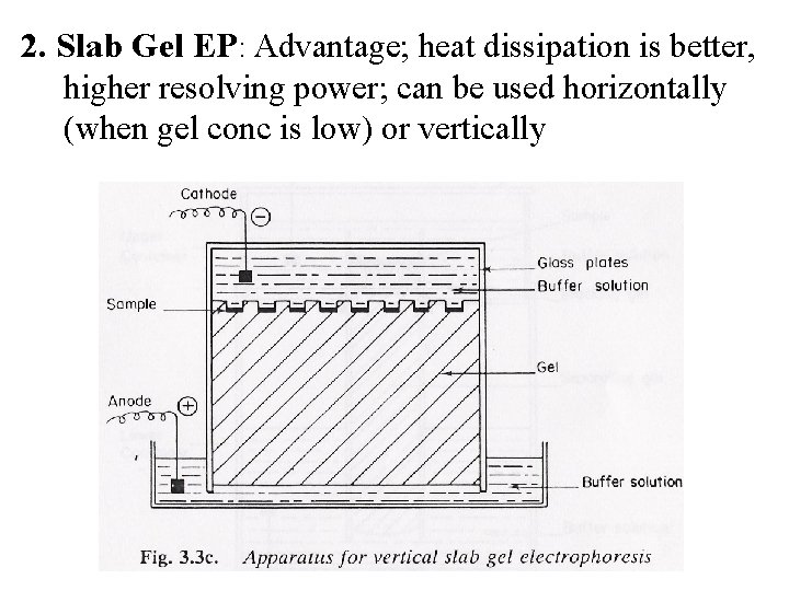 2. Slab Gel EP: Advantage; heat dissipation is better, higher resolving power; can be