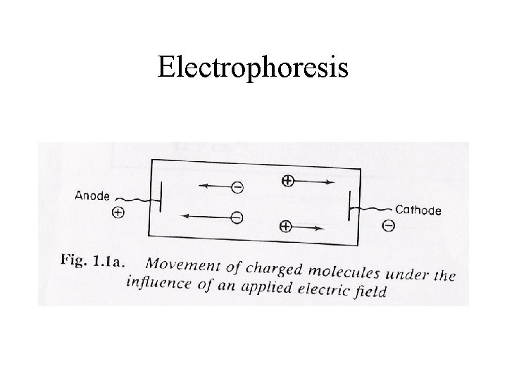 Electrophoresis 