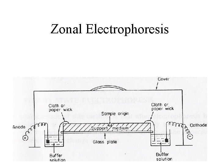 Zonal Electrophoresis 