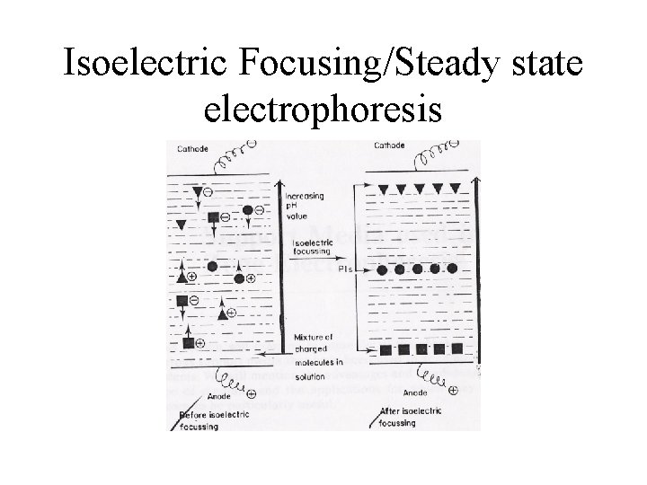 Isoelectric Focusing/Steady state electrophoresis 