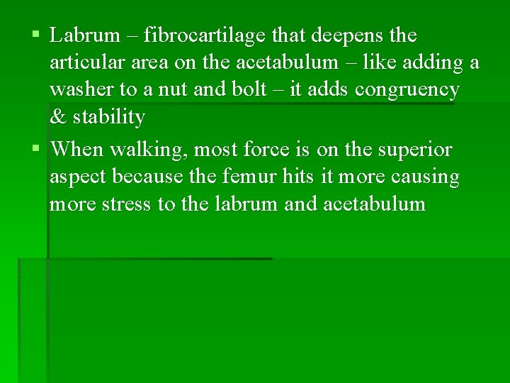 § Labrum – fibrocartilage that deepens the articular area on the acetabulum – like