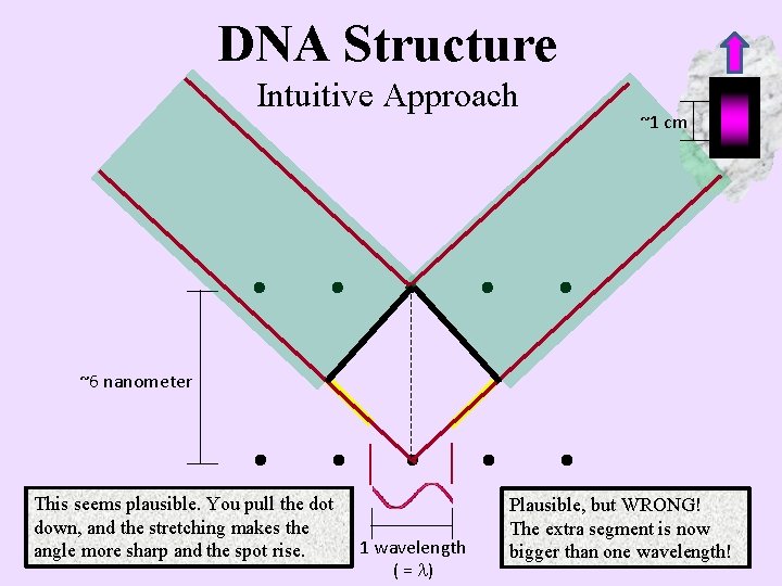 DNA Structure Intuitive Approach ~1 cm ~6 nanometer This seems plausible. You pull the