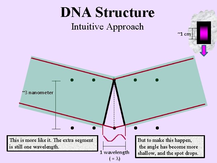 DNA Structure Intuitive Approach ~1 cm ~3 nanometer This is more like it. The