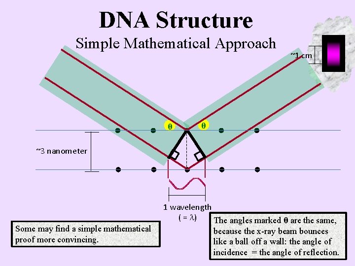 DNA Structure Simple Mathematical Approach θ ~1 cm θ ~3 nanometer Some may find