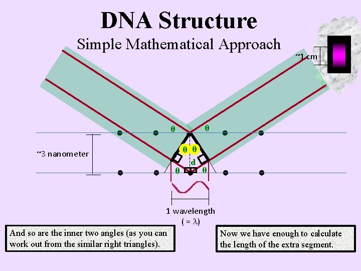 DNA Structure Simple Mathematical Approach ~1 cm θ θ ~3 nanometer θ θ θ