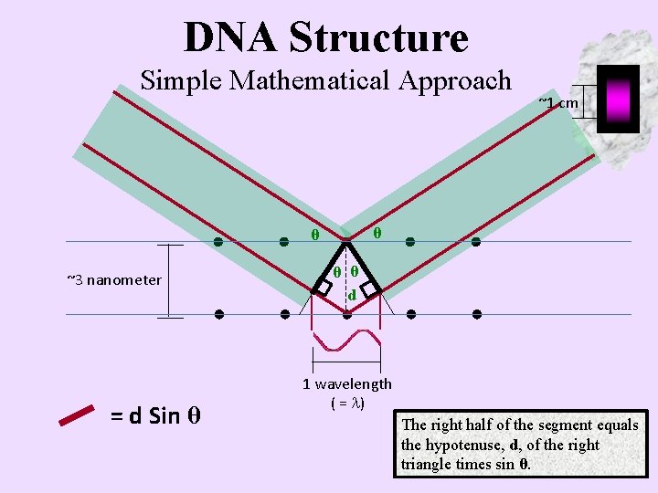 DNA Structure Simple Mathematical Approach θ θ ~3 nanometer = d Sin θ ~1