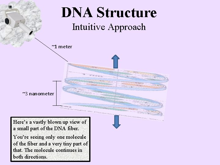 DNA Structure Intuitive Approach ~1 meter ~3 nanometer Here’s a vastly blown up view