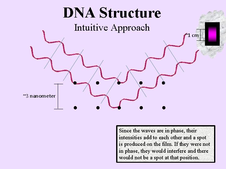 DNA Structure Intuitive Approach ~1 cm ~3 nanometer Since the waves are in phase,