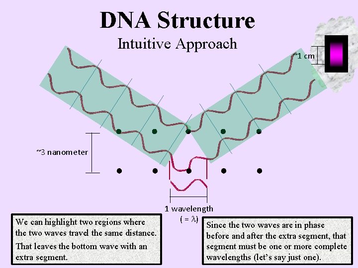 DNA Structure Intuitive Approach ~1 cm ~3 nanometer 1 wavelength ( = ) We