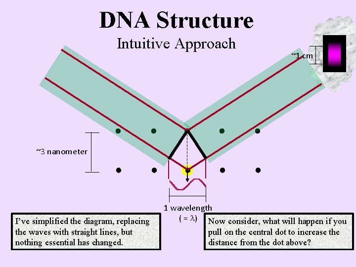 DNA Structure Intuitive Approach ~1 cm ~3 nanometer I’ve simplified the diagram, replacing the