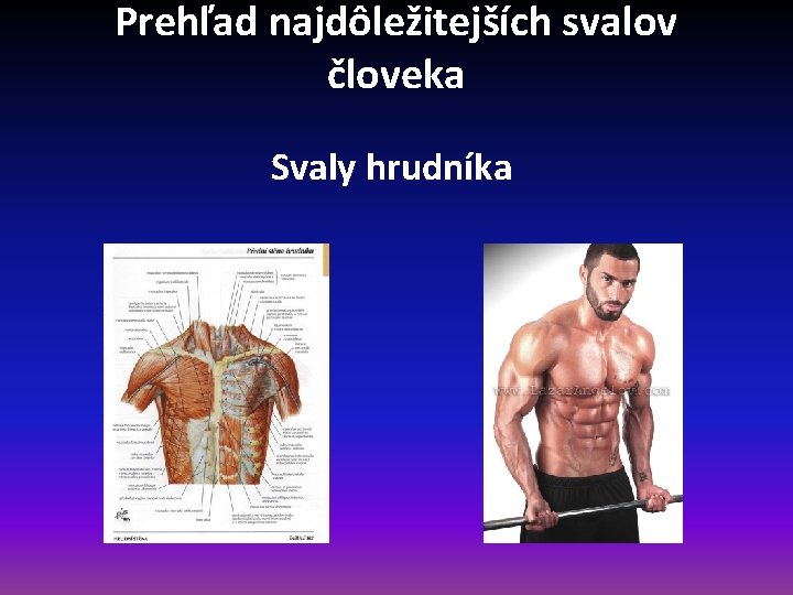 Prehľad najdôležitejších svalov človeka Svaly hrudníka 