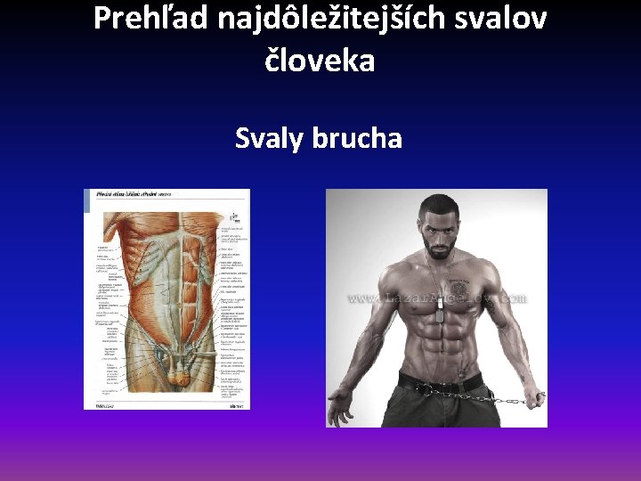 Prehľad najdôležitejších svalov človeka Svaly brucha 