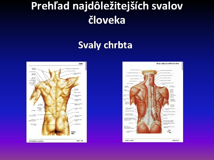 Prehľad najdôležitejších svalov človeka Svaly chrbta 