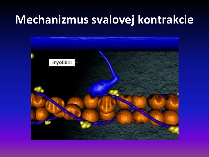 Mechanizmus svalovej kontrakcie 