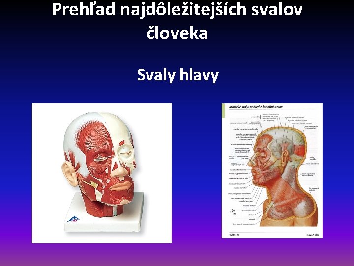 Prehľad najdôležitejších svalov človeka Svaly hlavy 