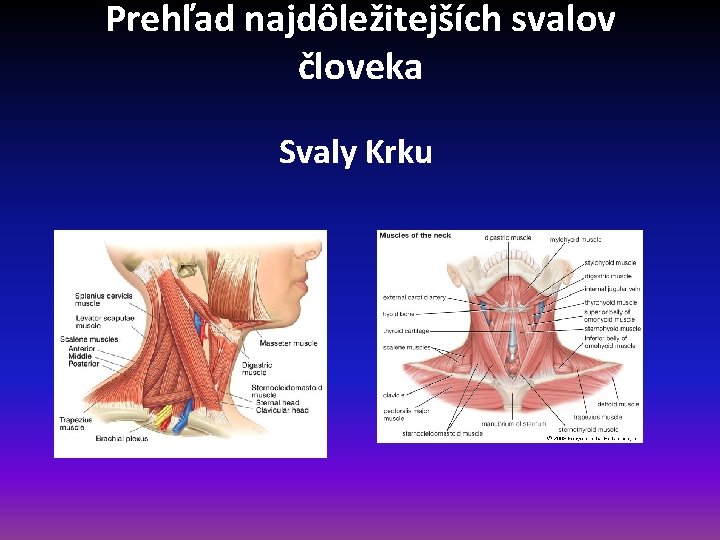 Prehľad najdôležitejších svalov človeka Svaly Krku 