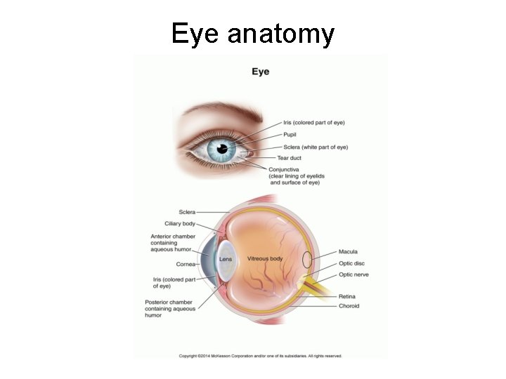Eye anatomy Eye anatomy