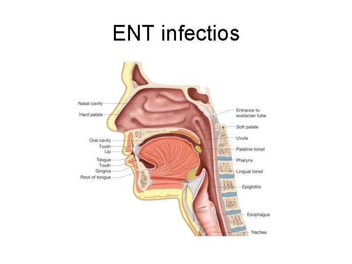 ENT infectios ENT infectios