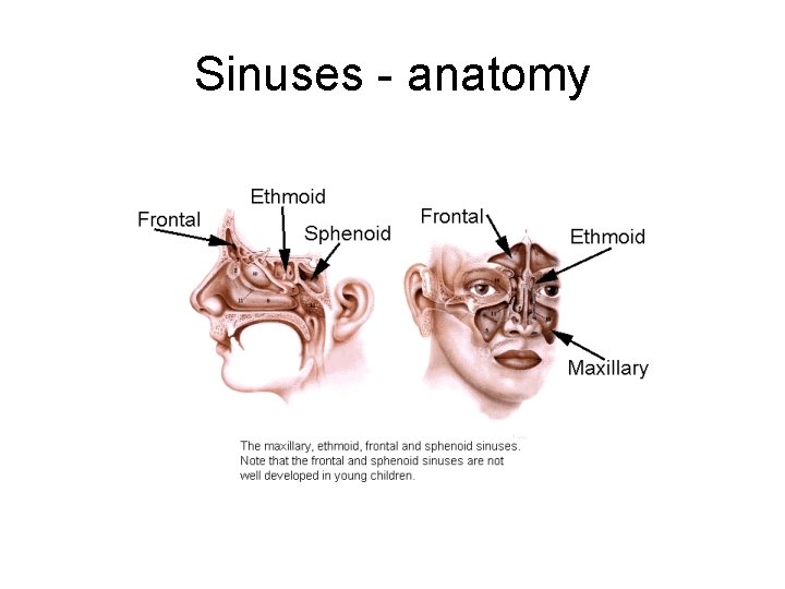Sinuses - anatomy Sinuses - anatomy