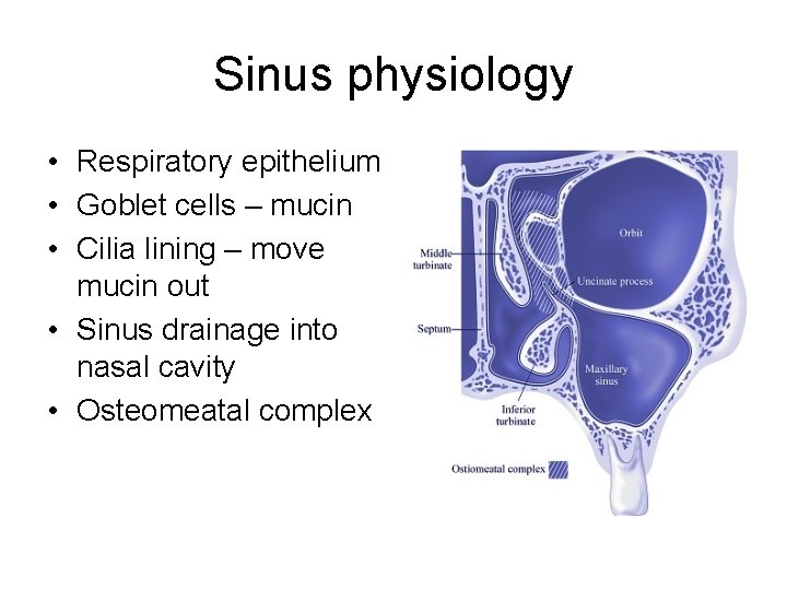 Sinus physiology • Respiratory epithelium • Goblet cells – mucin • Cilia lining – Sinus physiology • Respiratory epithelium • Goblet cells – mucin • Cilia lining –