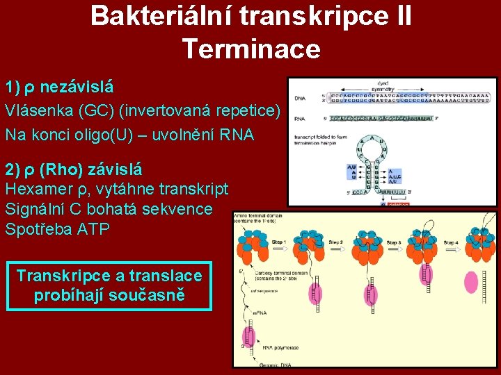 Bakteriální transkripce II Terminace 1) ρ nezávislá Vlásenka (GC) (invertovaná repetice) Na konci oligo(U) Bakteriální transkripce II Terminace 1) ρ nezávislá Vlásenka (GC) (invertovaná repetice) Na konci oligo(U)