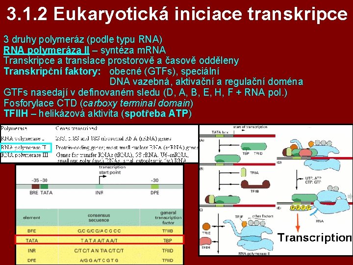 3. 1. 2 Eukaryotická iniciace transkripce 3 druhy polymeráz (podle typu RNA) RNA polymeráza 3. 1. 2 Eukaryotická iniciace transkripce 3 druhy polymeráz (podle typu RNA) RNA polymeráza