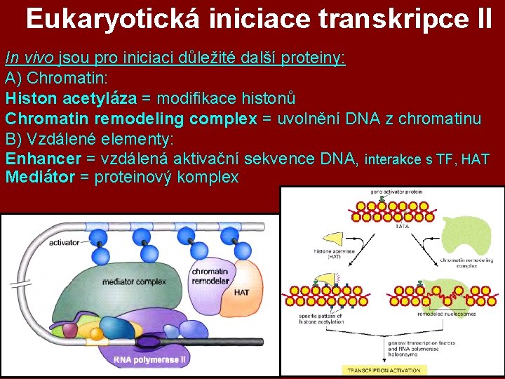 Eukaryotická iniciace transkripce II In vivo jsou pro iniciaci důležité další proteiny: A) Chromatin: Eukaryotická iniciace transkripce II In vivo jsou pro iniciaci důležité další proteiny: A) Chromatin: