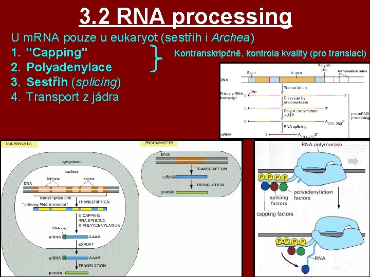 3. 2 RNA processing U m. RNA pouze u eukaryot (sestřih i Archea) Kontranskripčně, 3. 2 RNA processing U m. RNA pouze u eukaryot (sestřih i Archea) Kontranskripčně,