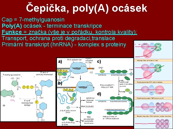 Čepička, poly(A) ocásek Cap = 7 -methylguanosin Poly(A) ocásek - terminace transkripce Funkce = Čepička, poly(A) ocásek Cap = 7 -methylguanosin Poly(A) ocásek - terminace transkripce Funkce =