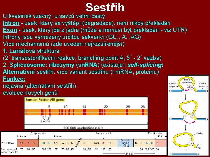 Sestřih U kvasinek vzácný, u savců velmi častý Intron - úsek, který se vyštěpí Sestřih U kvasinek vzácný, u savců velmi častý Intron - úsek, který se vyštěpí
