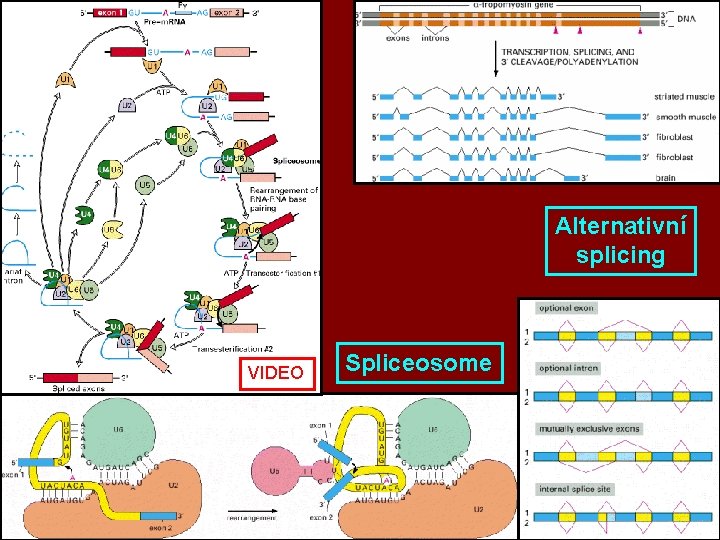 Alternativní splicing VIDEO Spliceosome Alternativní splicing VIDEO Spliceosome